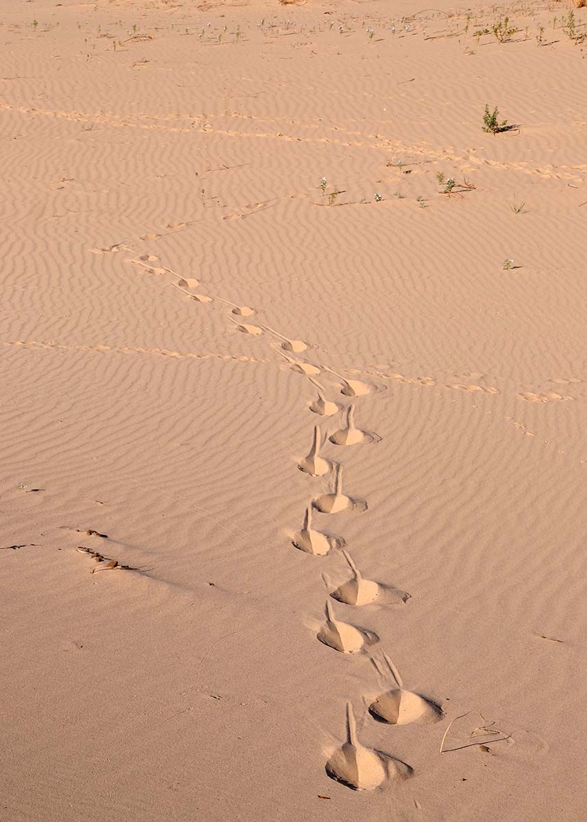 Unusual trail in the sand. Javalina maybe?