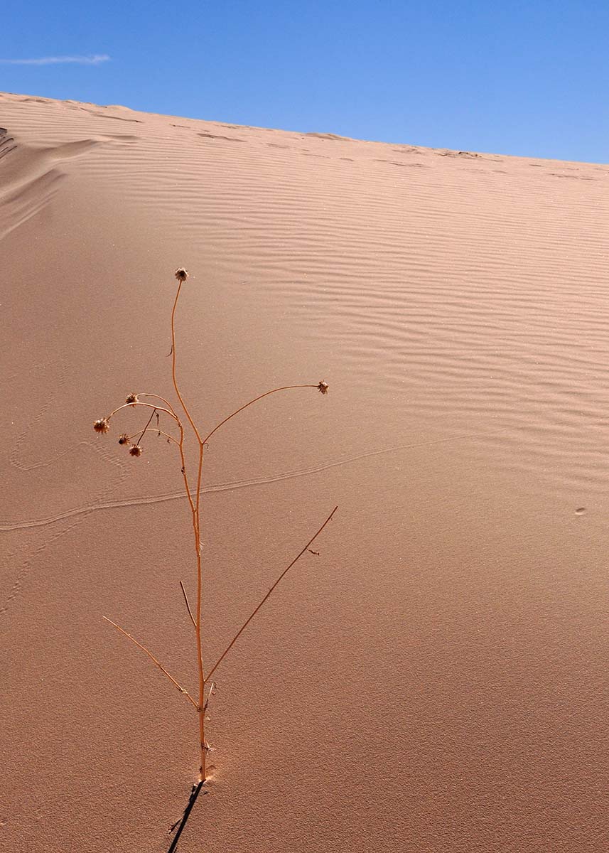 Lone sentinel in Monahans Sand Dunes State Park