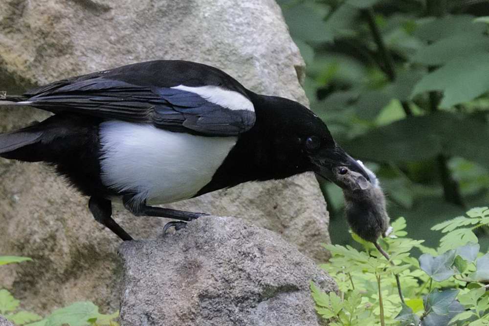 Magpie with mouse  Llandudno