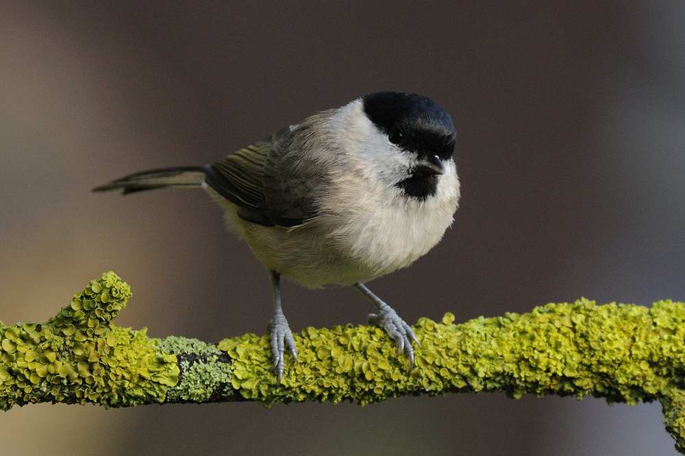 Marsh Tit  Llandudno