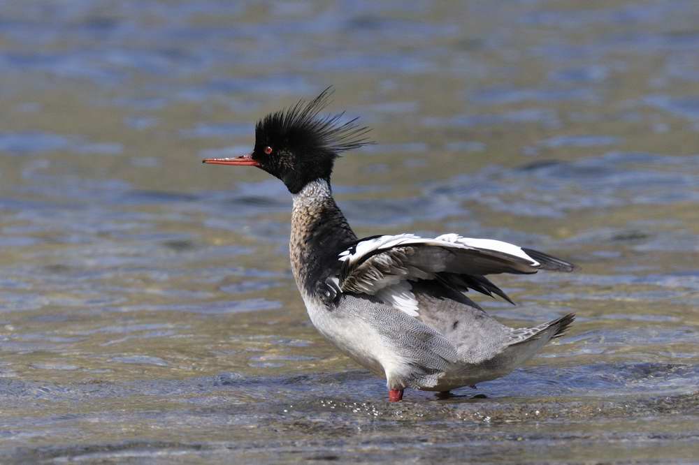 Red-breasted Merganser  Wales