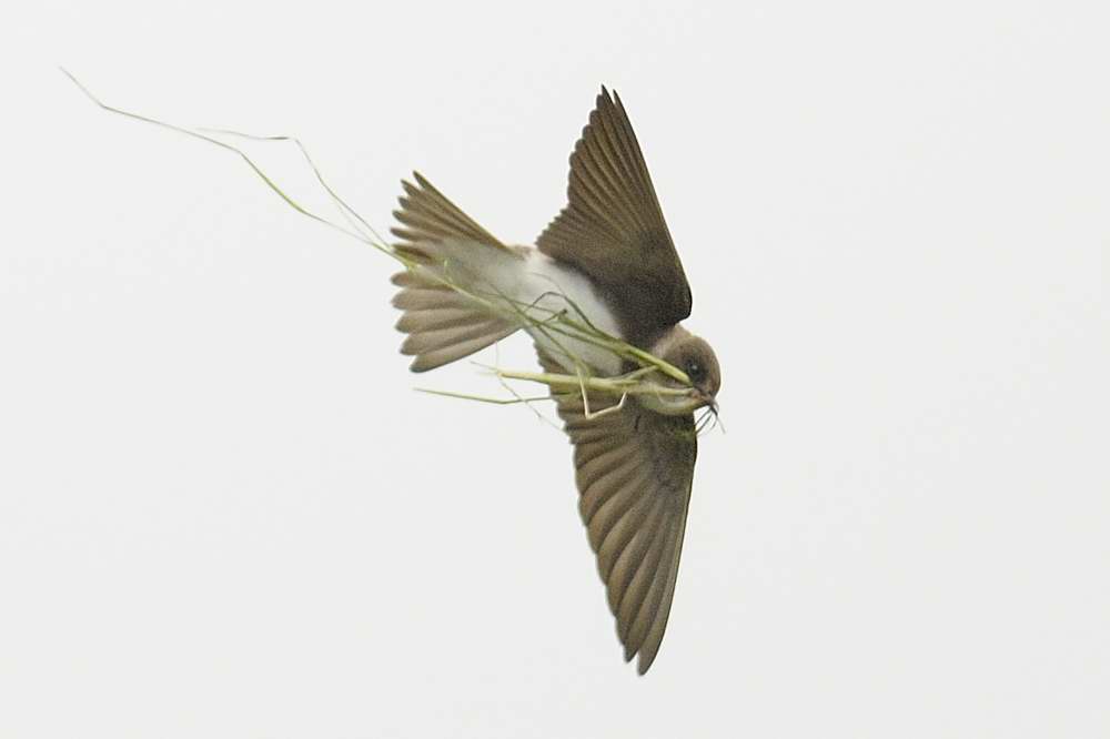 Sand Martin Ruthin