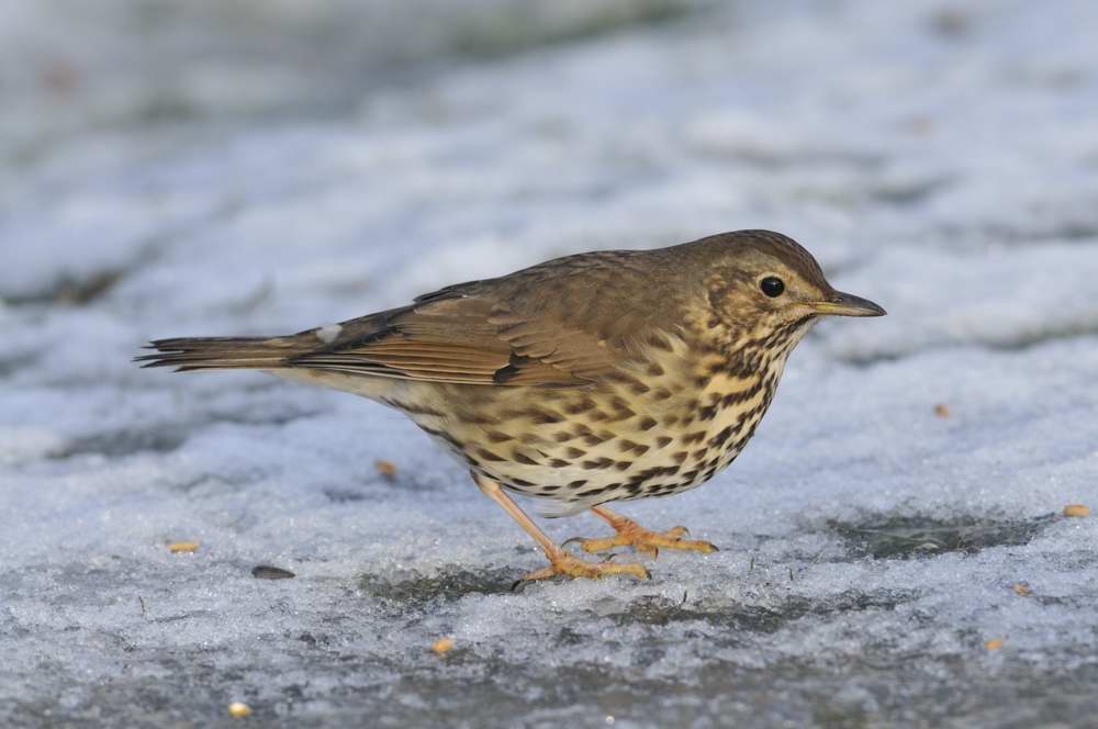 Song Thrush  Conwy RSPB