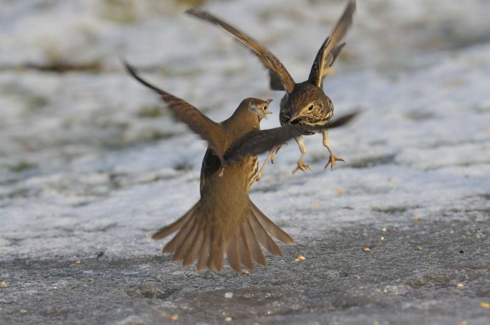 Song Thrush  Conwy RSPB