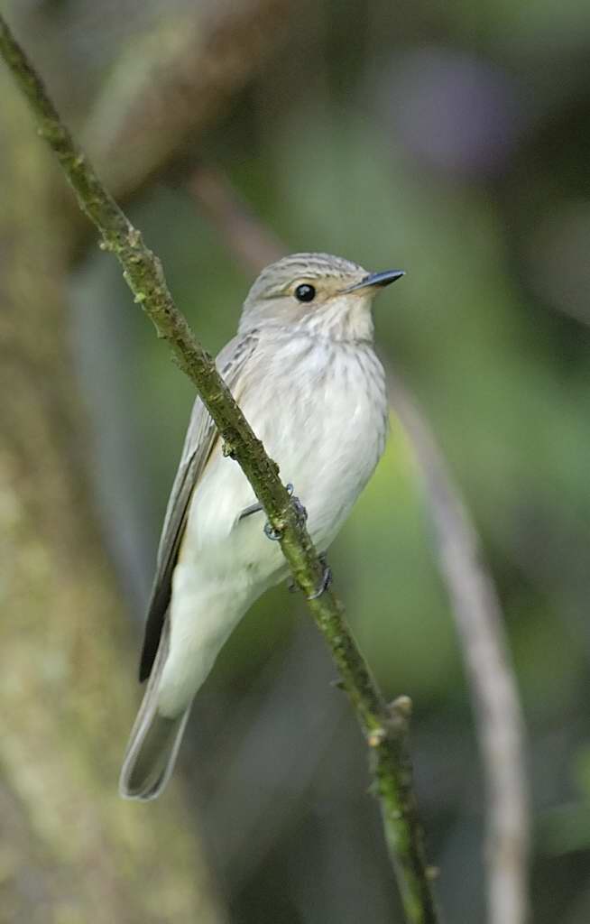 Spotted Flycatcher Pensychnant  Conwy