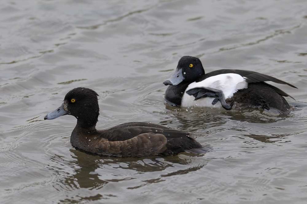 Tufted Duck Conwy RSPB