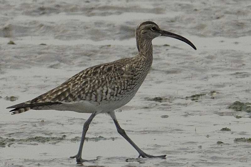 Whimbrel Aber Ogwen Gwynedd