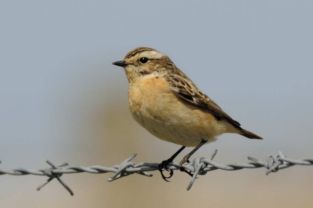 Whinchat   Conwy Valley