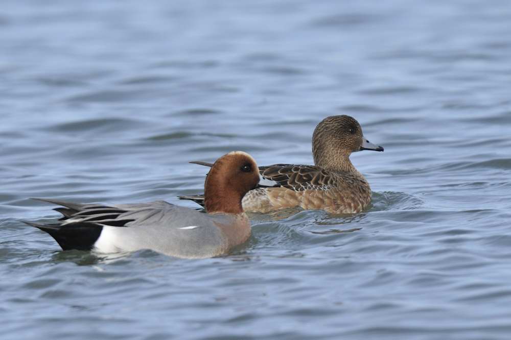 Wigeon    Wales