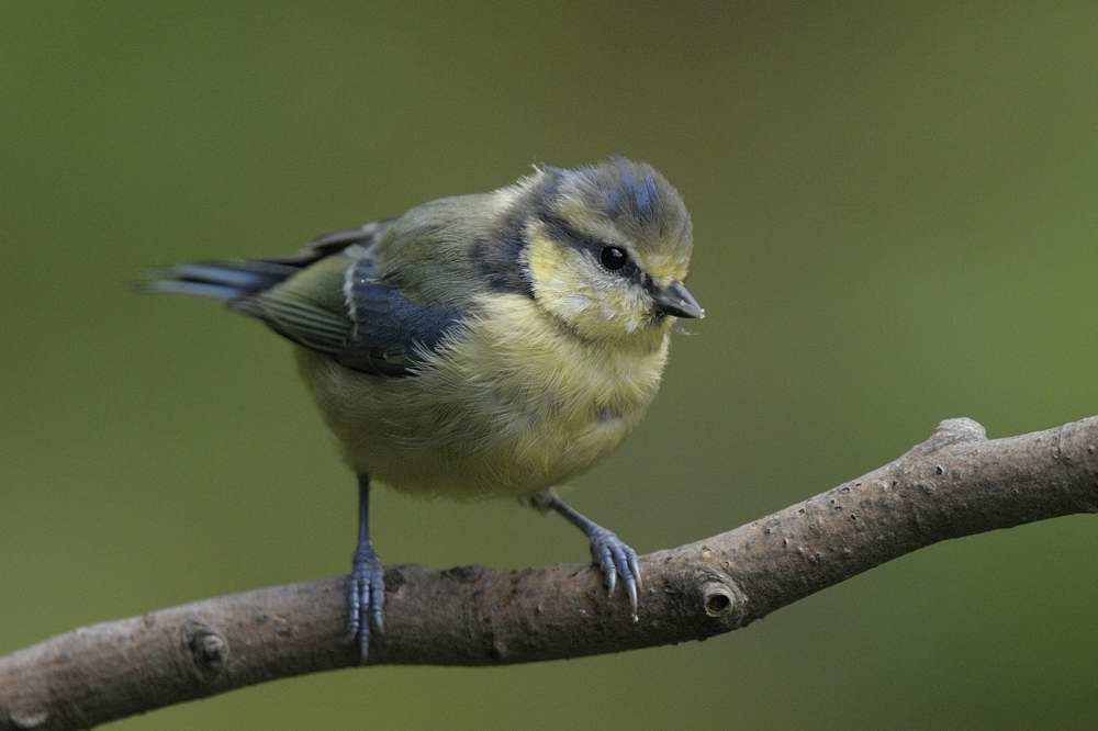 Blue Tit    Llandudno