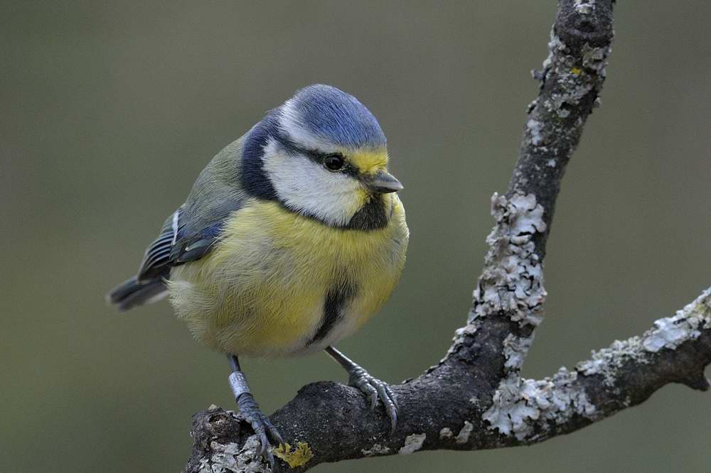 Blue Tit    Llandudno