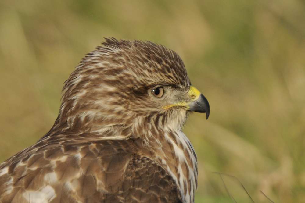 Common Buzzard    Wales