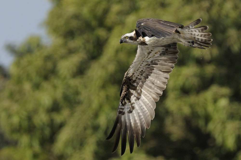 Osprey   Gambia