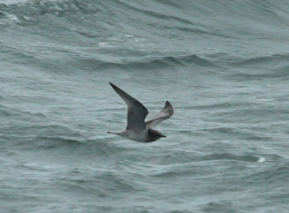 Mouette tridactyle mlanique, Les Escoumins