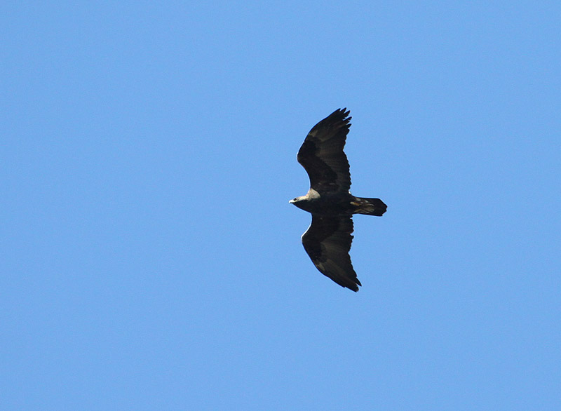 Aigle royal, Tadoussac