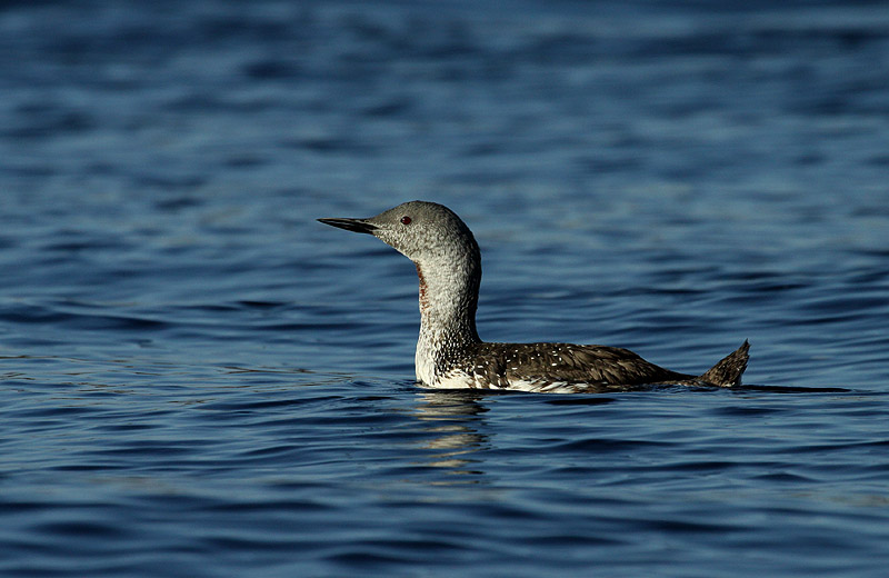Plongeon catmarin, Les Escoumins