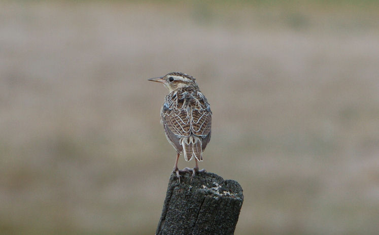 Western Meadowlark Juvenile  0806-1j  Okanogan
