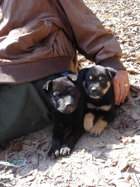 Puppy We Got For Short While