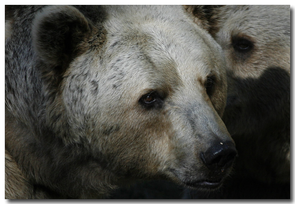 Bear eye1089.jpg