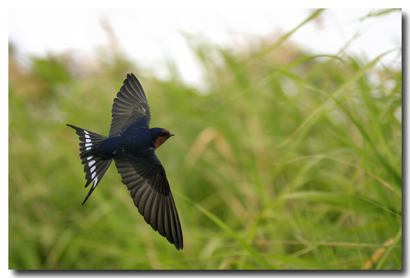 Welcome Swallow (Hirundo neoxena)