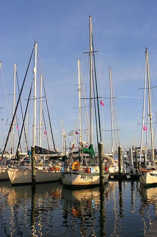 Dog Star at Bluewater Marina