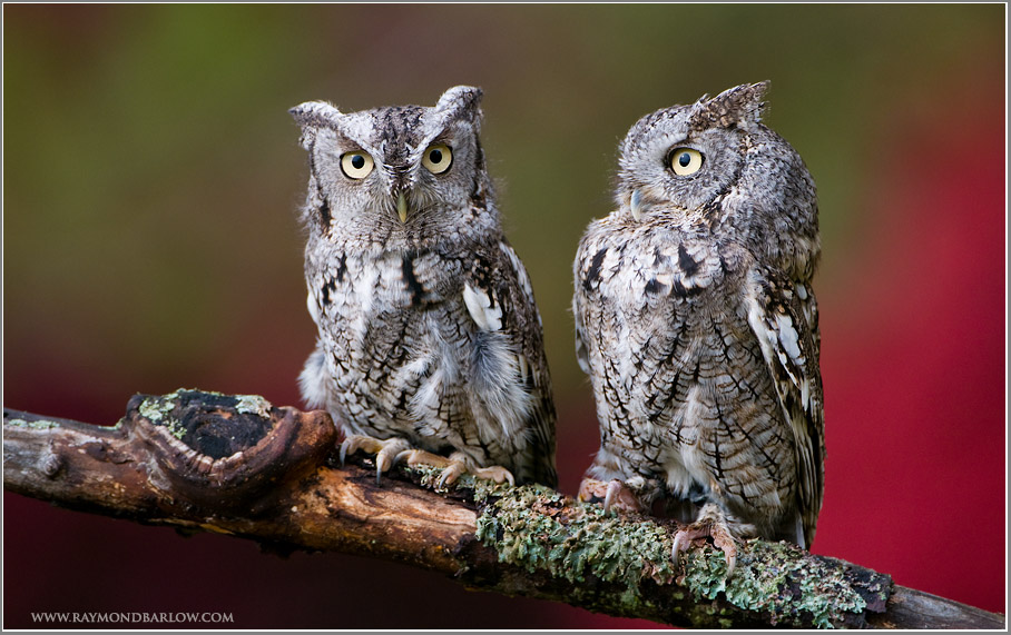Screech Owls  (captive)
