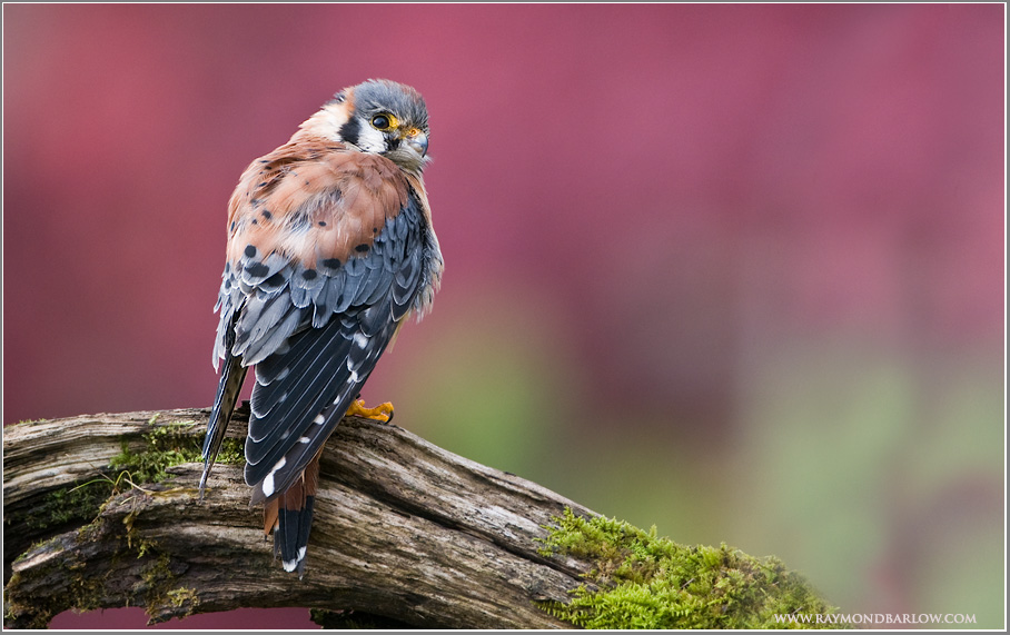 Kestrel Falcon   (captive)