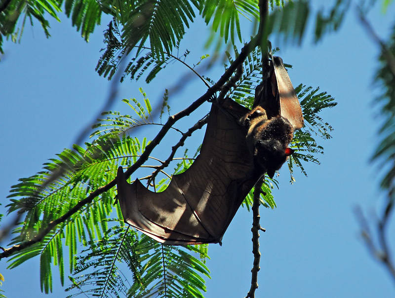Giant Fruit Bat 3