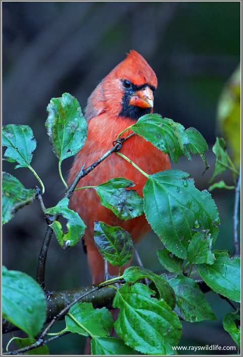 Male Northern Cardinal 11