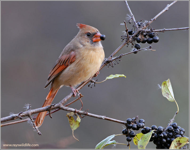 Female Northern Cardinal 12