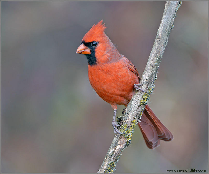 Male Northern Cardinal 13