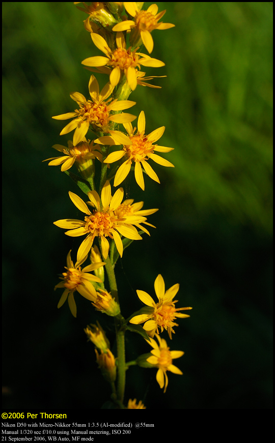 Goldenrod (Almindelig Gyldenris / Solidago virgaurea)