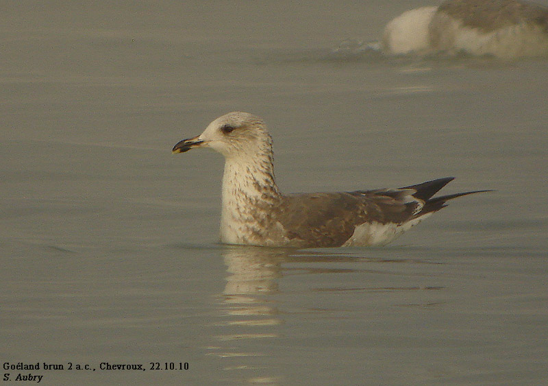 Goland brun, Larus fuscus