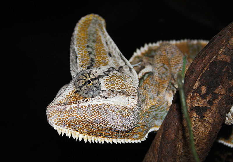Camlon  casque, Chamaeleo calyptratus