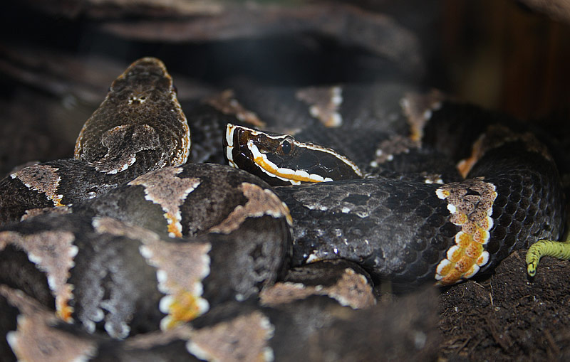 Mocassin des tropiques, Agkistrodon bilineatus