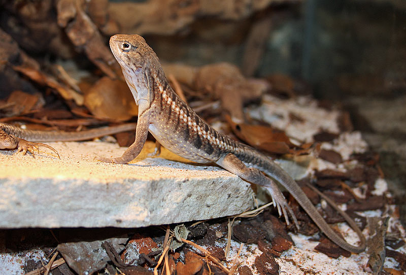 Iguane masqu de Madagascar, Chalarodon madagascariensis