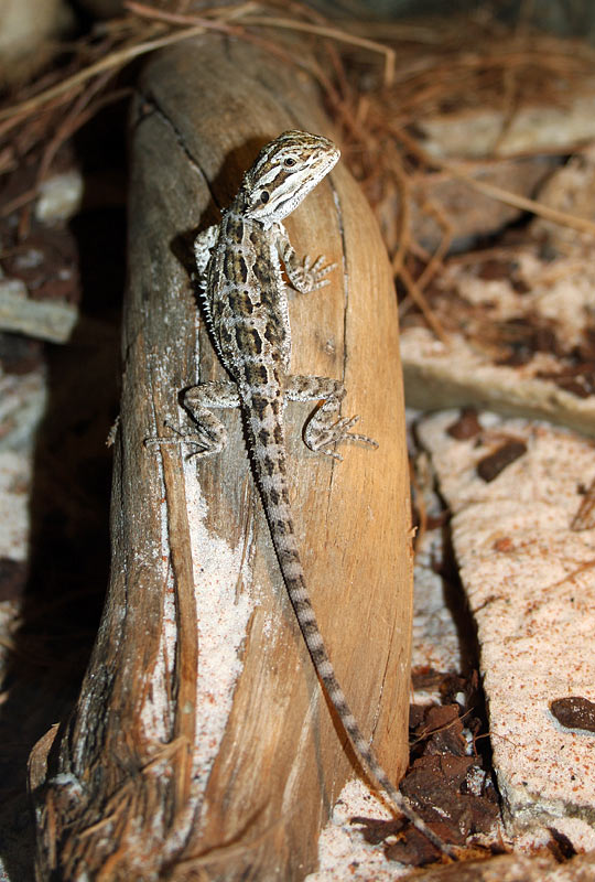 Agame barbu, Pogona barbatus