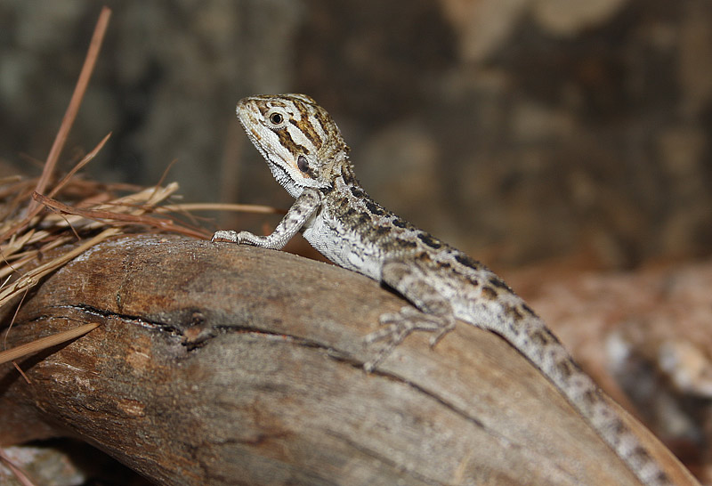 Agame barbu, Pogona barbatus
