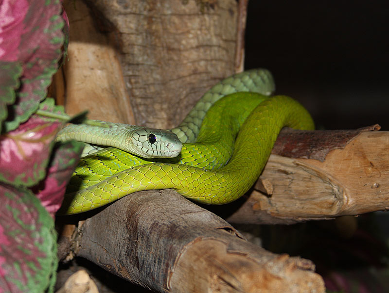 Mamba vert de lest, Dendroaspis angusticeps