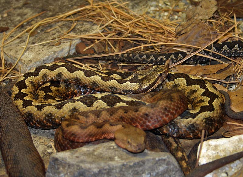 Vipre  corne des Balkans, Vipera ammodytes