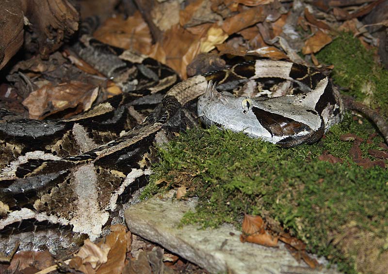 Vipre du Gabon, Bitis gabonica