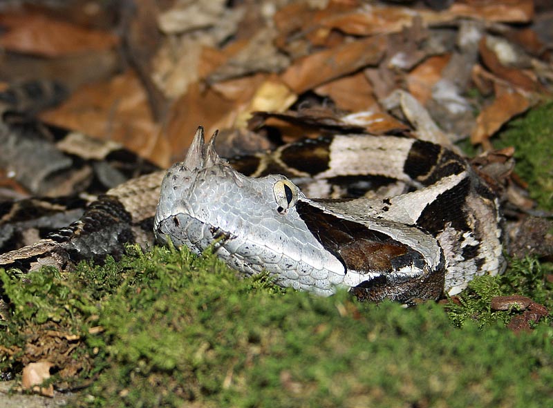 Vipre du Gabon, Bitis gabonica