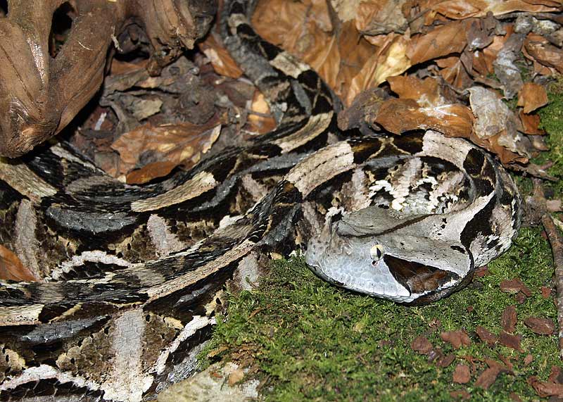 Vipre du Gabon, Bitis gabonica