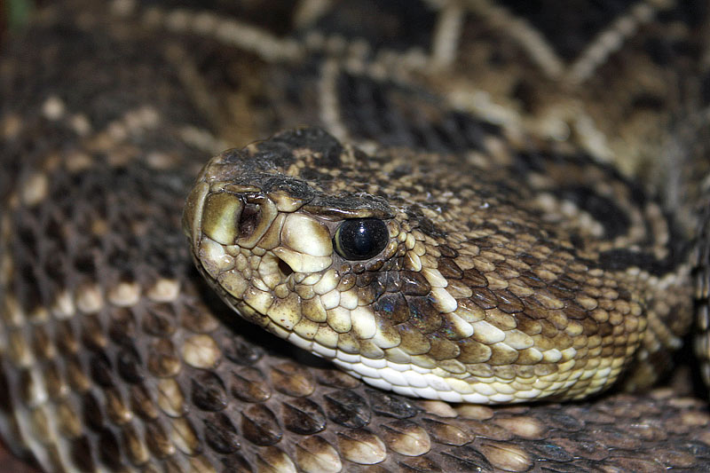 Crotale diamantin de lest, Crotalus adamanteus