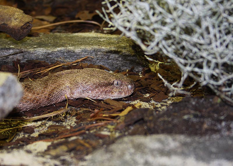 Vipre de Mauritanie, Macrovipera mauritanica