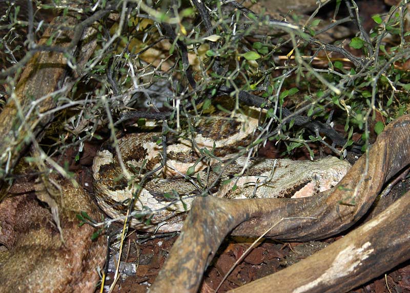 Vipre de Mauritanie, Macrovipera mauritanica