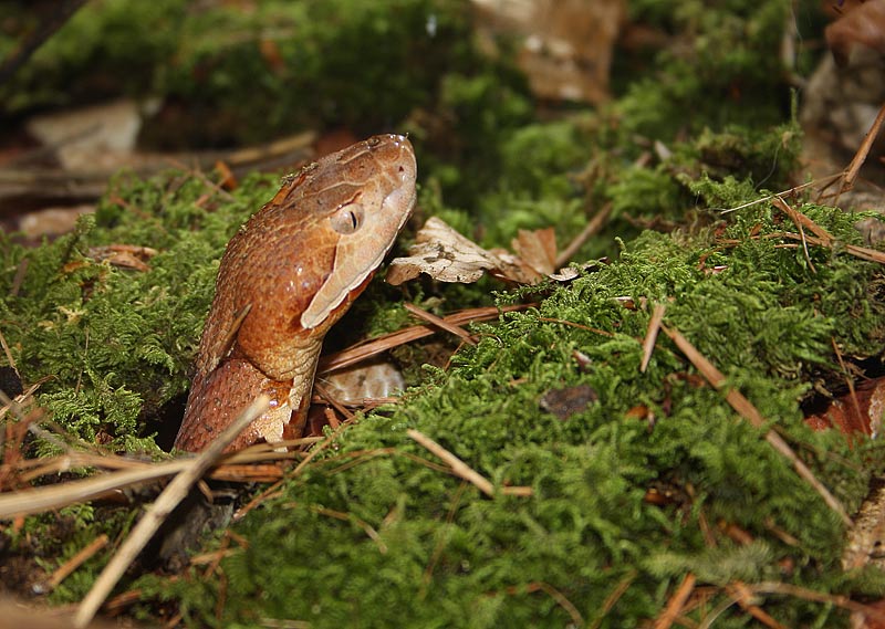  Mocassin  tte cuivre, Agkistrodon contortrix