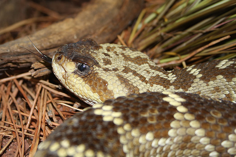  Crotale  queue noire, Crotalus molossus