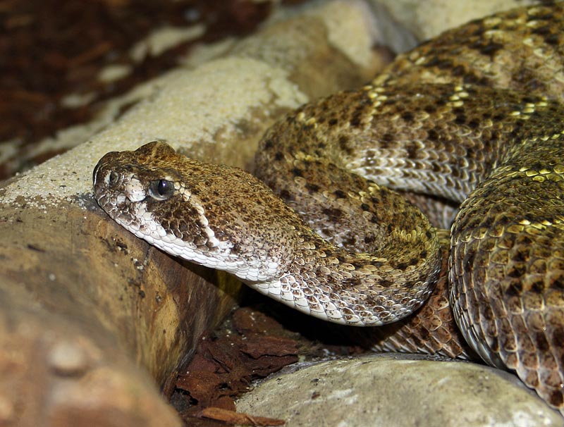 Crotale diamantin du Texas, Cotalus atrox