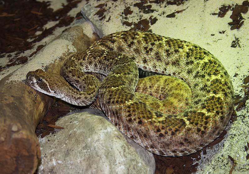 Crotale diamantin du Texas, Cotalus atrox